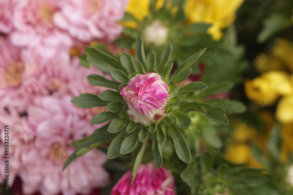 Fototapeta premium close up of pink flower