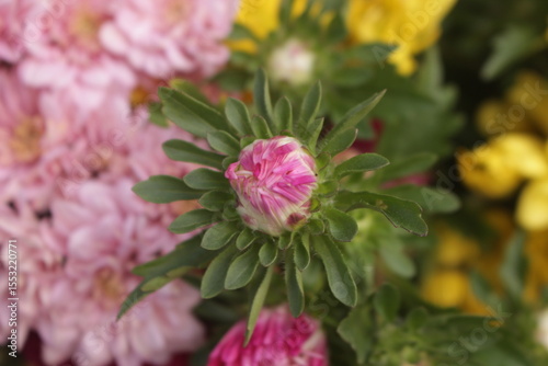 close up of pink flower