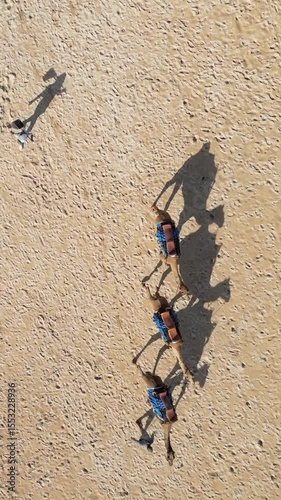 Aerial view of group of camels walking on the sandy beach in the desert.Vertical video
