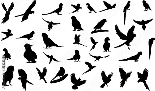 silhouette set of parrots of different breeds and in different angles, vector