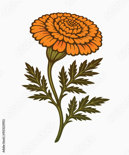 With Stem and Leaves: A single marigold stem with one fully bloomed flower and its characteristic dark green, fern-like leaves, illustrated in a clean, botanical style.