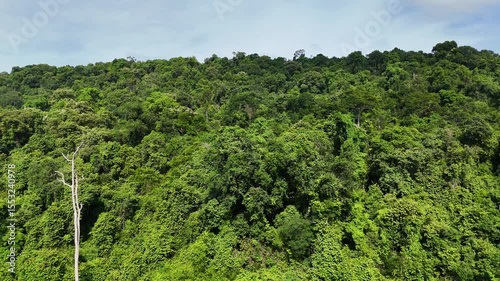 Drone footage of the Thailand forest. Aerial view of dense tropical rainforest with lush green trees under a blue sky. Natural forest landscape in Southeast Asia