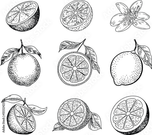 Citrus Fruits Hand-Drawn Illustrations of Oranges, Limes, and Lemons