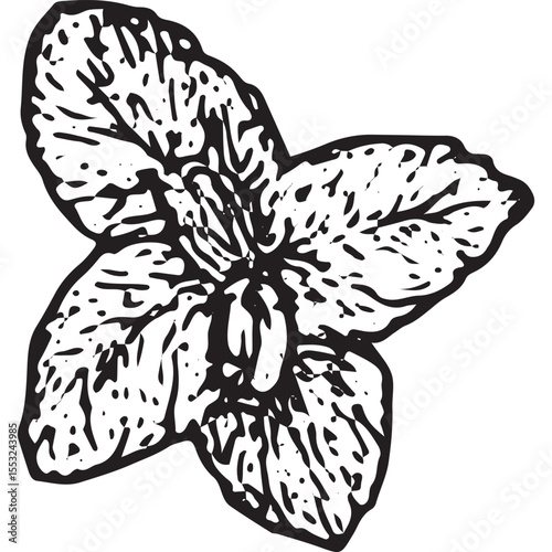 Hand-drawn sketch of a fresh mint leaf with detailed veins, illustrated in black-and-white ink, showcasing a vintage botanical style ideal for herbal and nature design projects