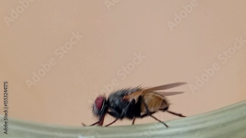 Cochliomyia hominivorax, the New World screw-worm fly, or screw-worm for short, is a species of parasitic fly that is well known for the way in which its larvae (maggots) eat the living tissue.