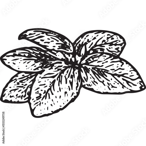 Hand-drawn sketch of a fresh mint leaf with detailed veins, illustrated in black-and-white ink, showcasing a vintage botanical style ideal for herbal and nature design projects