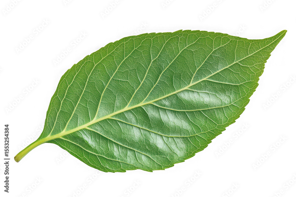 Obraz premium Detailed green leaf veins close-up photo, botanical illustration, nature study, garden element, plant anatomy, isolated on transparent background