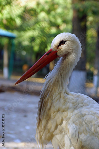 White stork at Shymkent Zoo, Kazakhstan