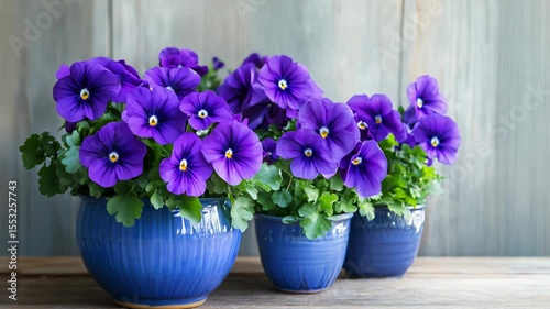 Purple flowers are displayed in blue pots on a wooden surface, showcasing their vibrant colors and lush green foliage