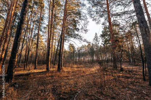 Photos forest late autumn november samara region tolyatti
