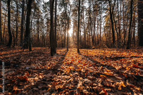 forest late autumn november samara region tolyatti