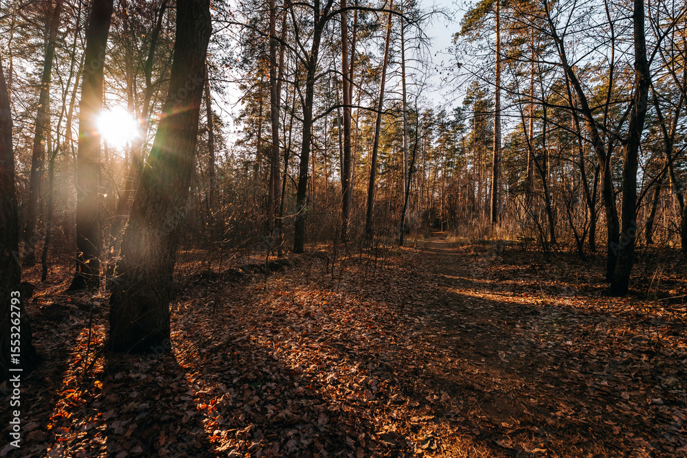 Obraz premium forest late autumn november samara region tolyatti