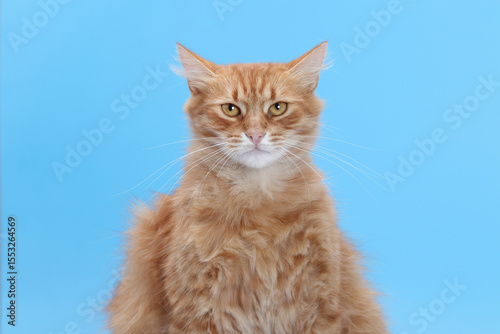 Close-up portrait of fluffy ginger cat looking serious on blue background. Studio animal photo with emotional expression.