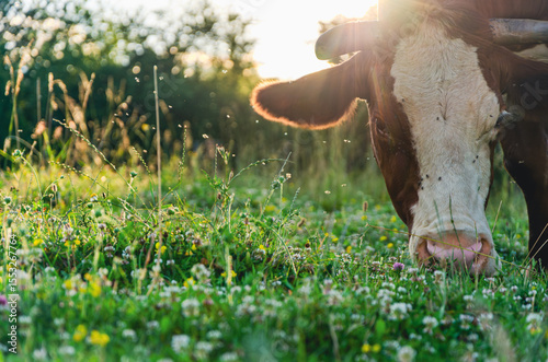 A cow is eating grass in a field. The grass is green and the cow is brown and white