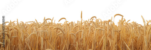 Golden Wheat Field A High-Resolution Photograph of Ripe Wheat Stalks