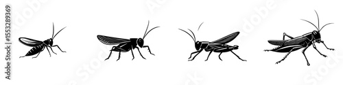 Set of black icons illustrating different stages of a cricket?s life cycle