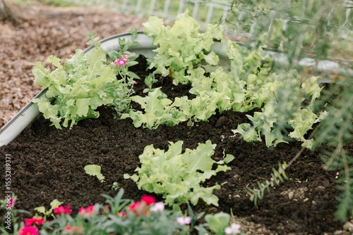 Green sheet lettuce growing in a garden plant bed