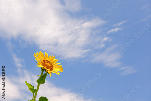 Yellow Sunflower in the Blue Sky
