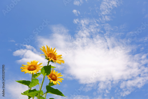 Yellow Sunflowers in the blue sky in Summer time 
