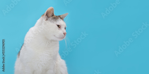 Curious domestic white cat with tabby markings sitting and looking aside on vibrant blue background. Ideal for pet advertising, banners, and social media.