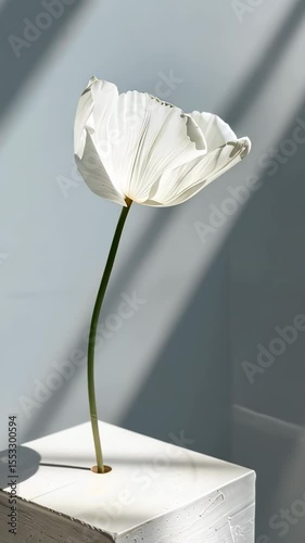 Elegant single white poppy flower in sunlight, minimalist composition with geometric shadow patterns and soft neutral background