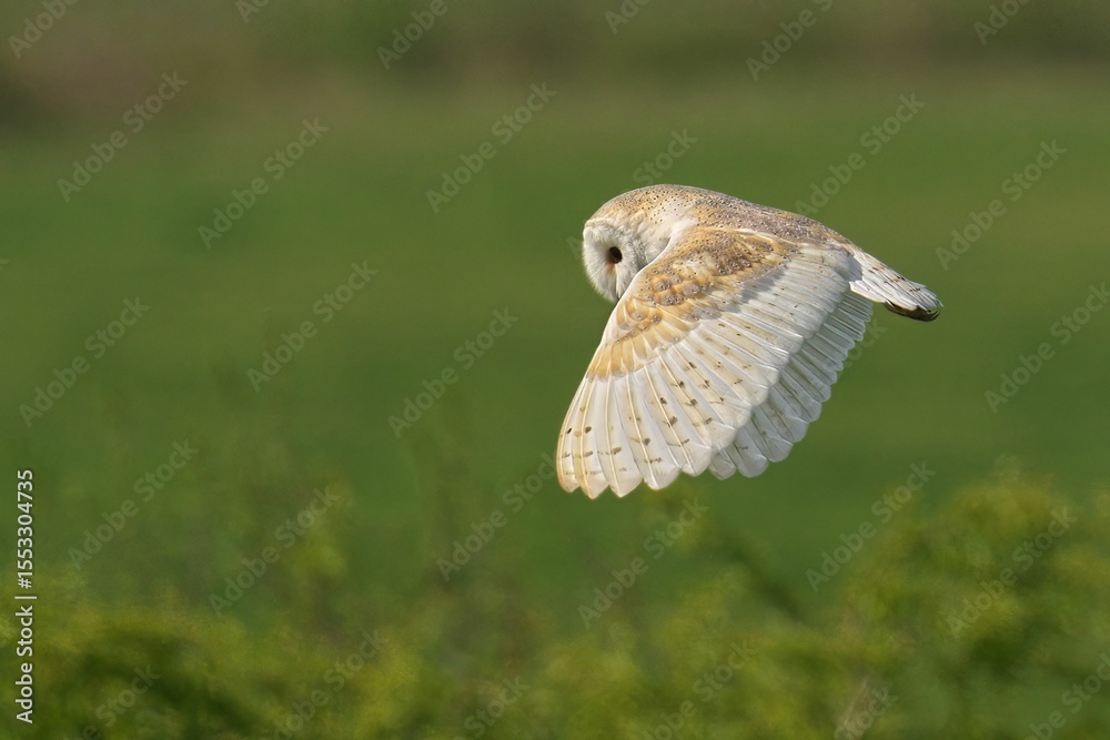 Fototapeta premium Barn owl soaring over a green field.