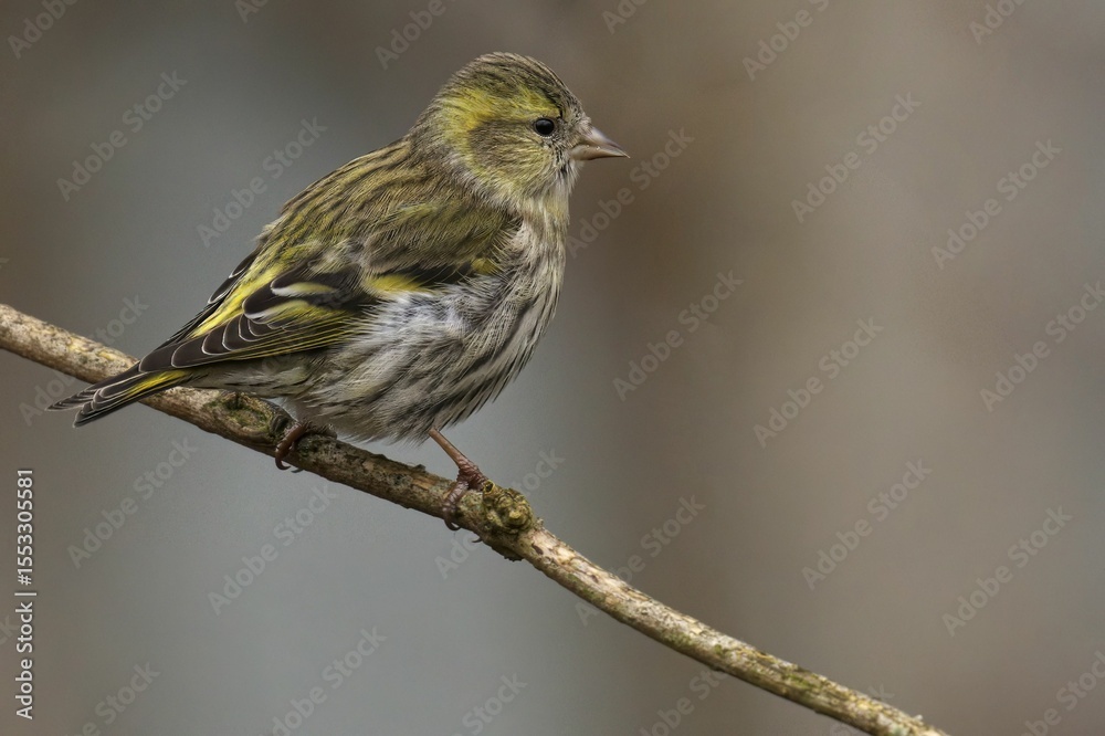 Fototapeta premium Close-up of a Small Bird on a Branch