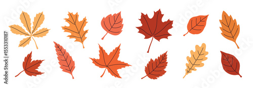 Set of colorful autumn leaves. Botanical floral illustration. 