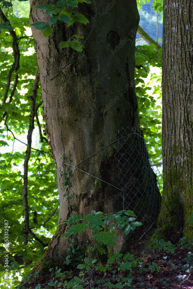 Obraz premium A tree trunk protected by a wire mesh fence, revealing textured bark and moss, conveys a mood of natural resilience and preservation in a forest setting.