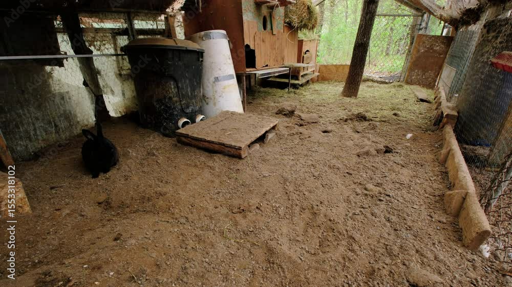 Time lapse of rabbits and young bunnies and lonely hen live in enclosed area walking over dirty ground full of animal waste - some babe and adult rabbits hide in small houses Time lapse of rabbits and young bunnies and lonely hen live in enclosed area walking over dirty ground full of animal waste - some babe and adult rabbits hide in small houses