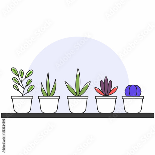Collection of succulent plants in ceramic pots on shelf  