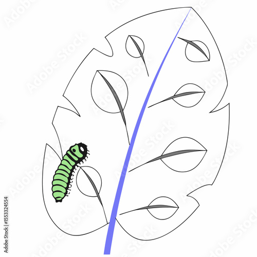 Green tomato hornworm crawling on leaf with visible damage concept of gardening  