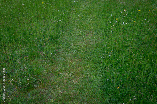 Wallpaper Mural Strip of freshly mown grass outdoors in a lawn. 
 Torontodigital.ca