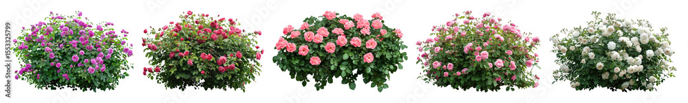 Fototapeta premium PNG Colorful blooming flower bushes, element set on transparent background