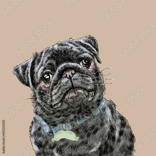 Cute hand drawn pug dog, vintage style, postcard