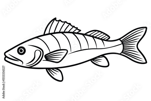 Outlined Illustration of a Perchlike Fish Showing Fins, Scales, and Striped Pattern