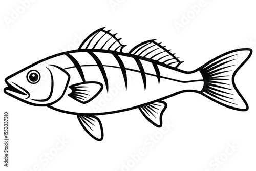 Black and White Striped Perch Fish Illustration with Fin Details, Isolated Object