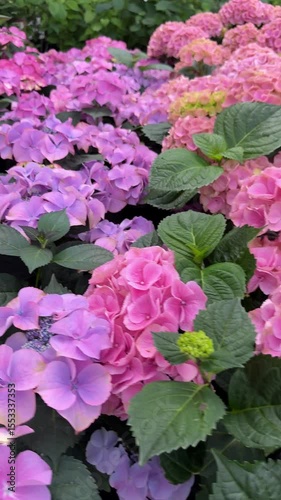 Beautiful Purple blue pink hydrangea flowers on display at garden center during blooming season for sale, vertical video