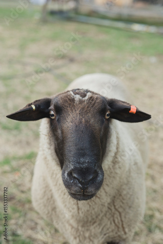 Sheep Portrait