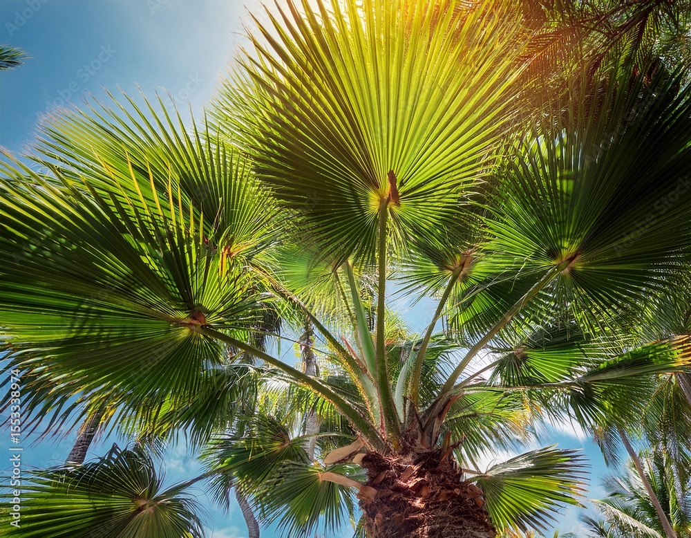 Fototapeta premium lush green palm trees with broad leaves showcasing a vibrant tropical aesthetic and rich foliage
