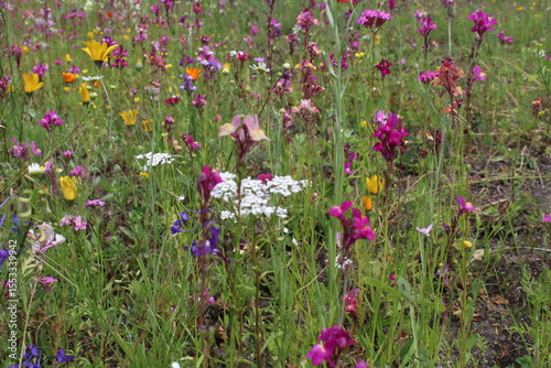 Fototapeta Naklejka Na Ścianę i Meble -   floral summer meadow with flowers. natural background of color flowers and herbs