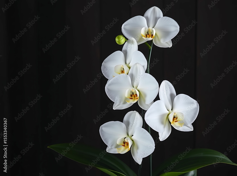 Obraz premium Elegant White Orchid: A cluster of pristine white orchid blossoms, exuding natural grace and beauty, are captured in a striking photo.