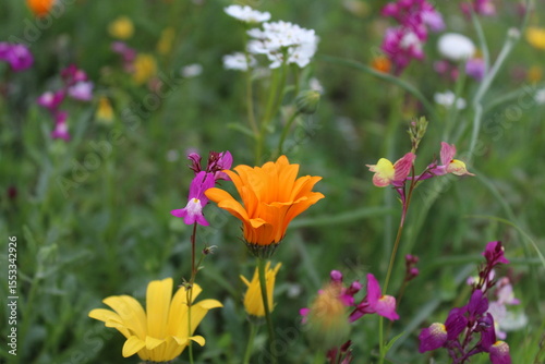 Fototapeta Naklejka Na Ścianę i Meble -  Wildflowers and grasses in a summer meadow