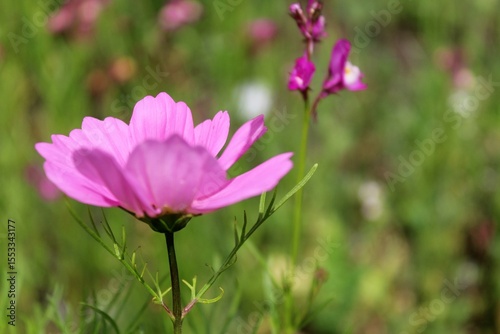 Fototapeta Naklejka Na Ścianę i Meble -  pink cosmos flowers, summer flowers in the meadow