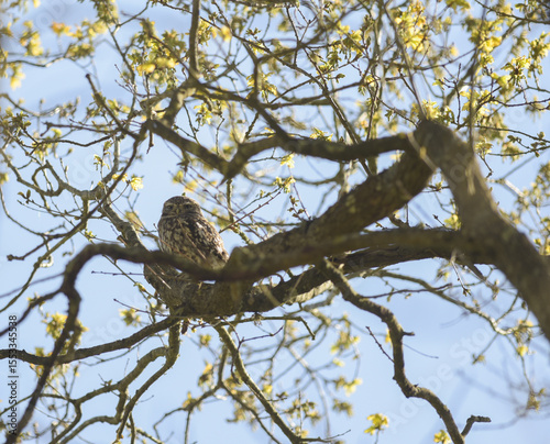 Chevêche d'athéna perchée sur une branche