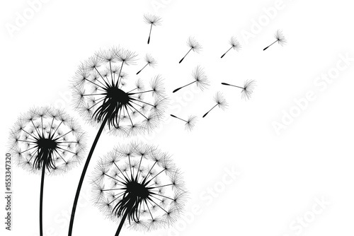 Vector illustration dandelion time. Black Dandelion seeds blowing in the wind. The wind inflates a dandelion isolated on a white background.