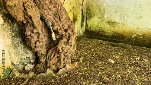 Ancient gnarled tree entwined with weathered concrete, echoing Earth Day reverie and Celtic forest folklore's whispered secrets