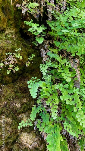 Emerald maidenhair ferns cascade over mossy stones, evoking Woodland Wednesday whispers and Celtic Beltane celebrations in verdant sanctuaries