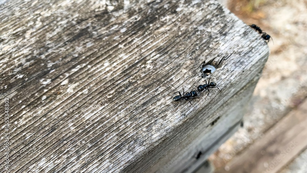 Ants march upon sun-bleached timber, tiny warriors of perseverance, evoking Arbor Day reflections and microcosmic pilgrimage tales Ants march upon sun-bleached timber, tiny warriors of perseverance, evoking Arbor Day reflections and microcosmic pilgrimage tales