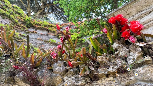 Ancient stone wall adorned with exuberant epiphytic cacti, a secret homage to Festival of Flora and Garden Day